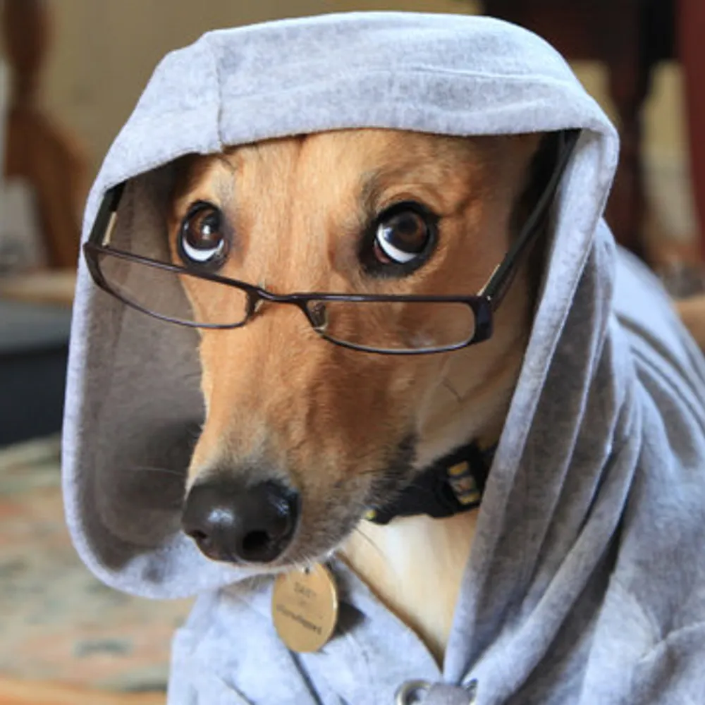 emperorpupprtine.bsky.social's profile picture