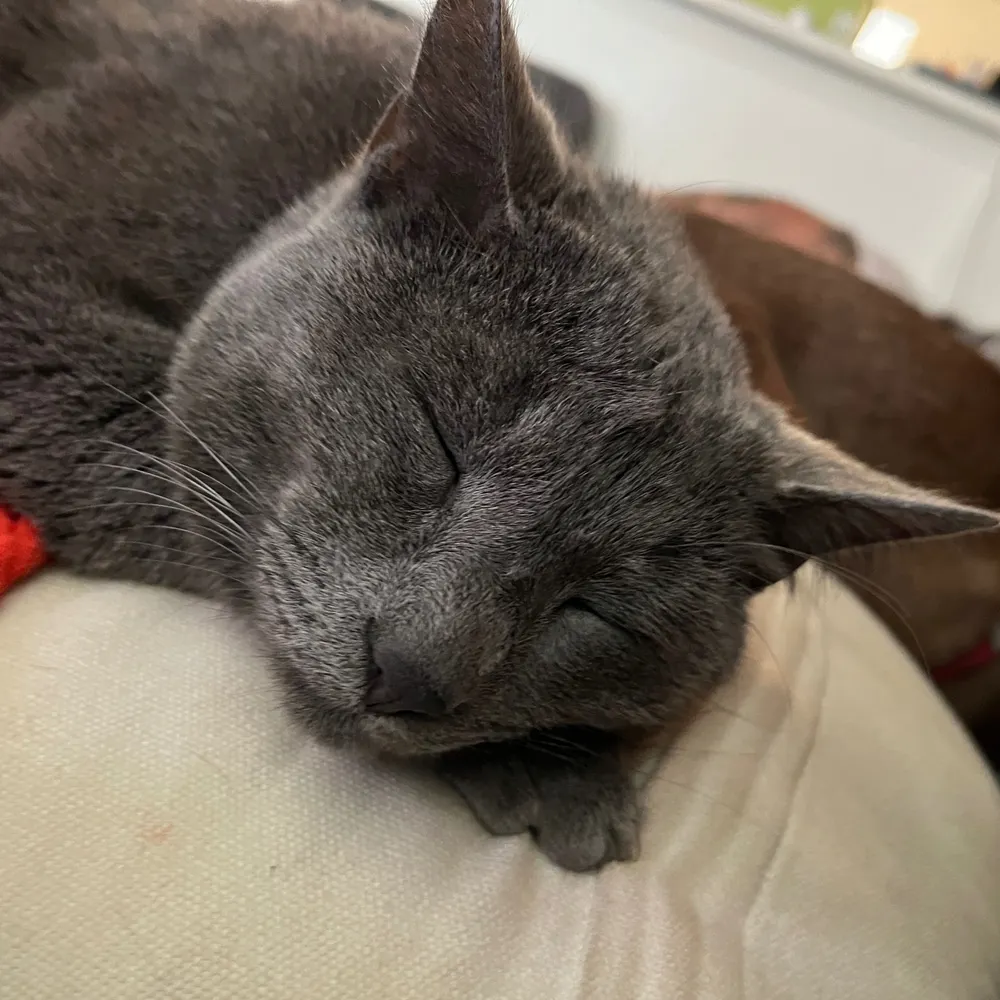 eelvac.bsky.social's profile picture