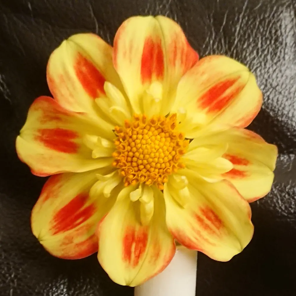 carolconnolly.bsky.social's profile picture