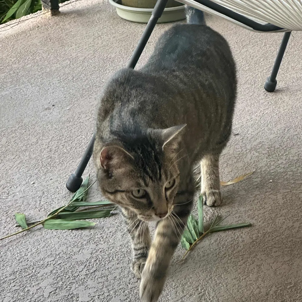 sarcazmos.bsky.social's profile picture