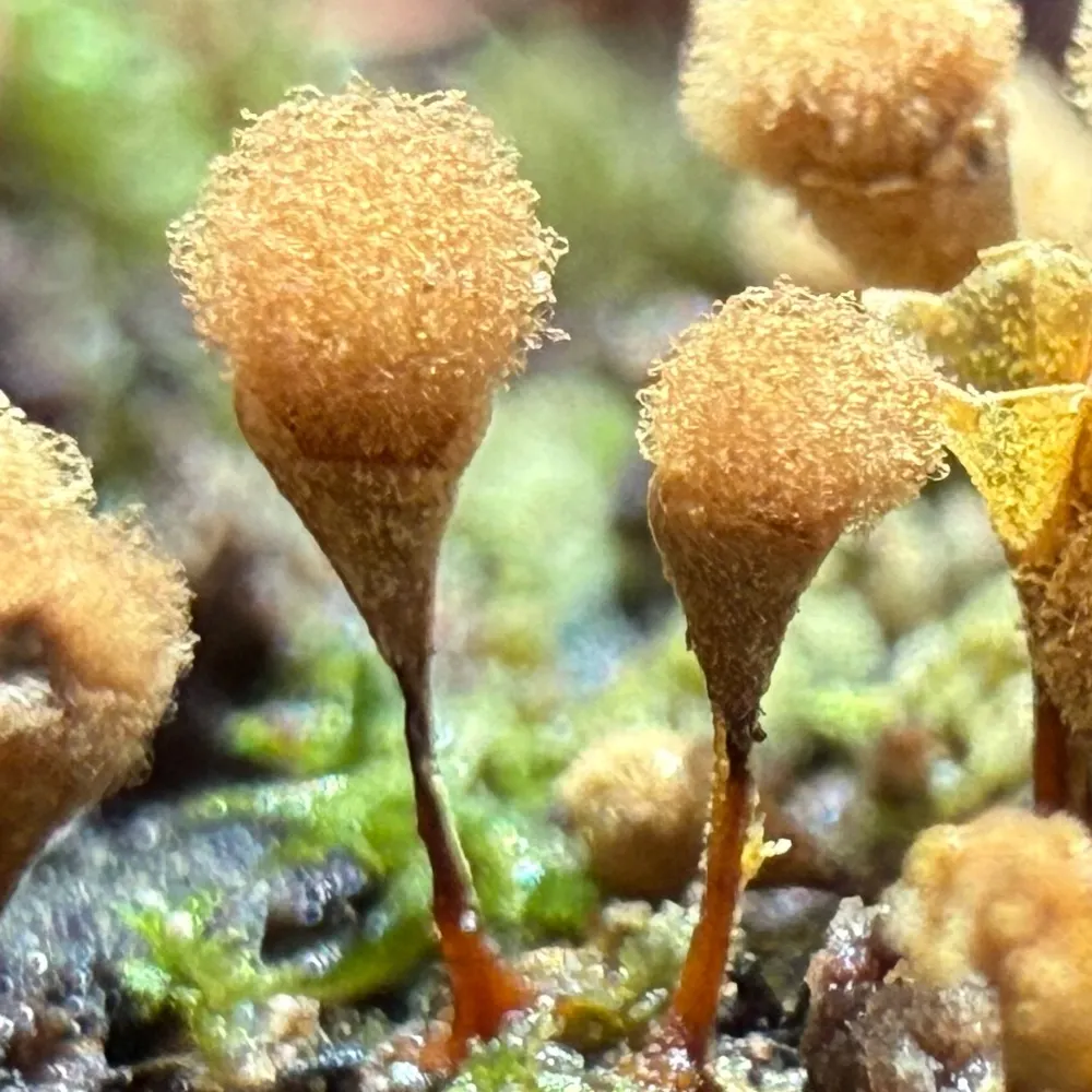 nuiipointer.bsky.social's profile picture