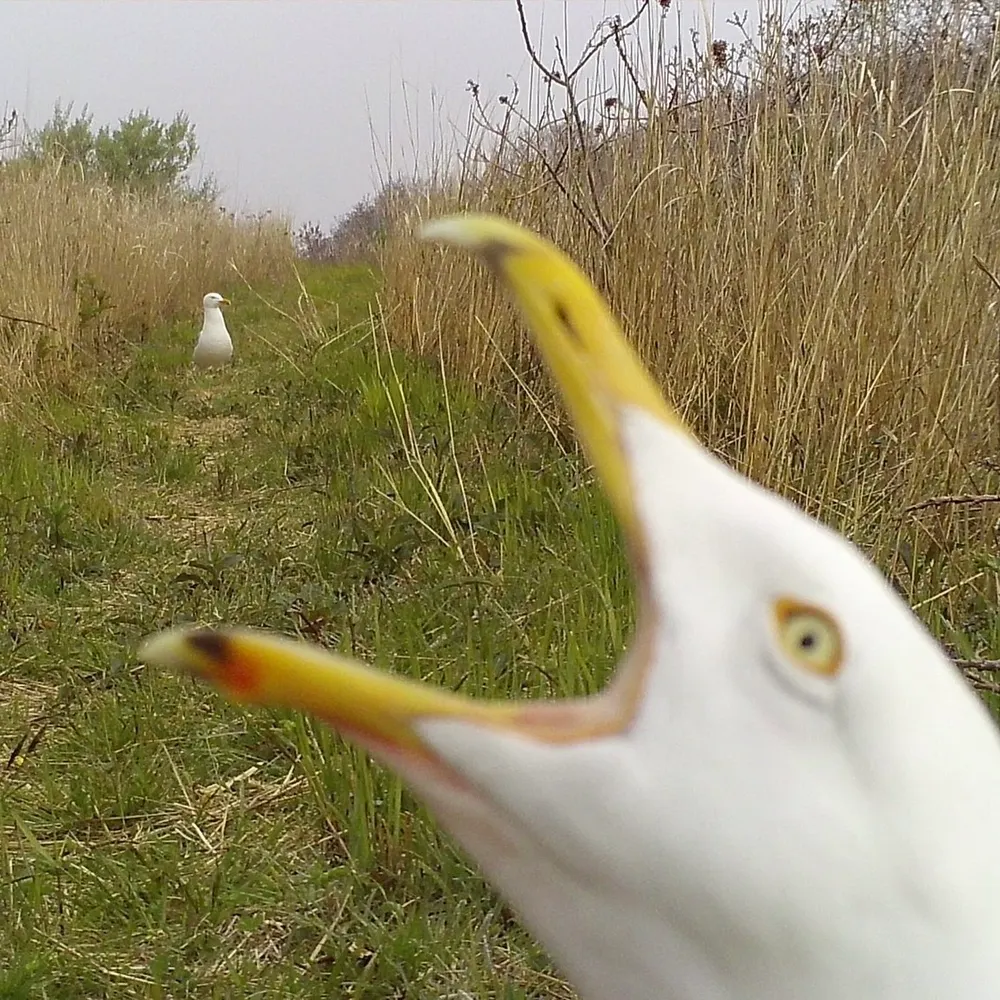 goodtrailcams.bsky.social's profile picture