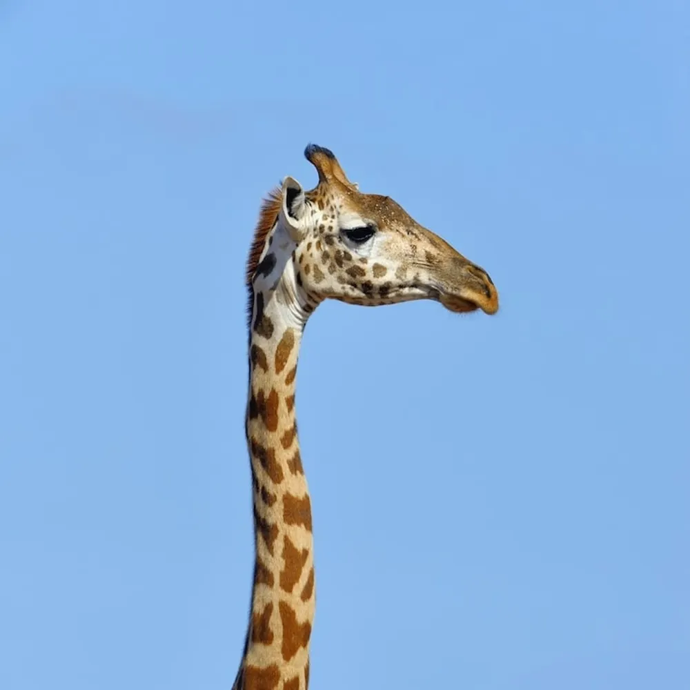 girafopardalis.bsky.social's profile picture