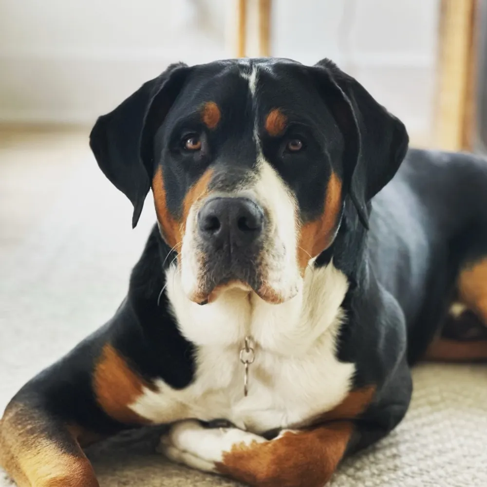 westernflyer2.bsky.social's profile picture