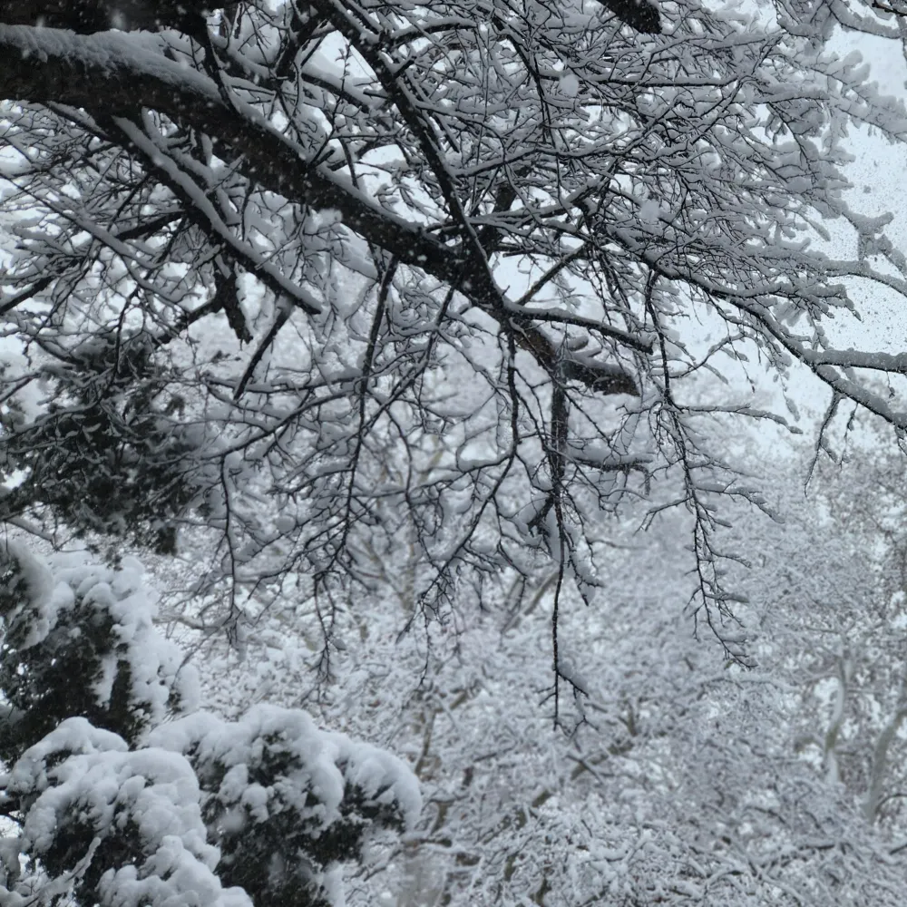 celsmooth.bsky.social's profile picture