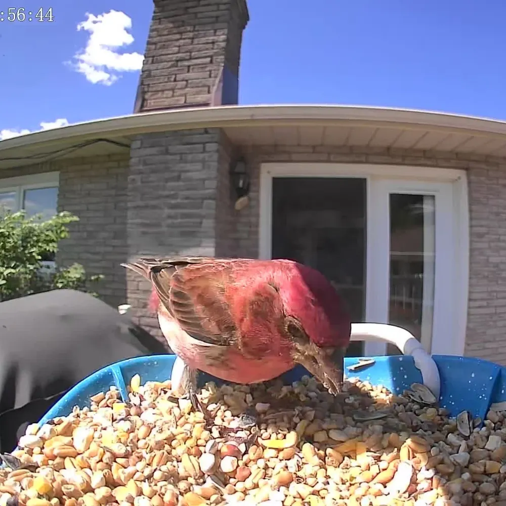 rebelrrr.bsky.social's profile picture