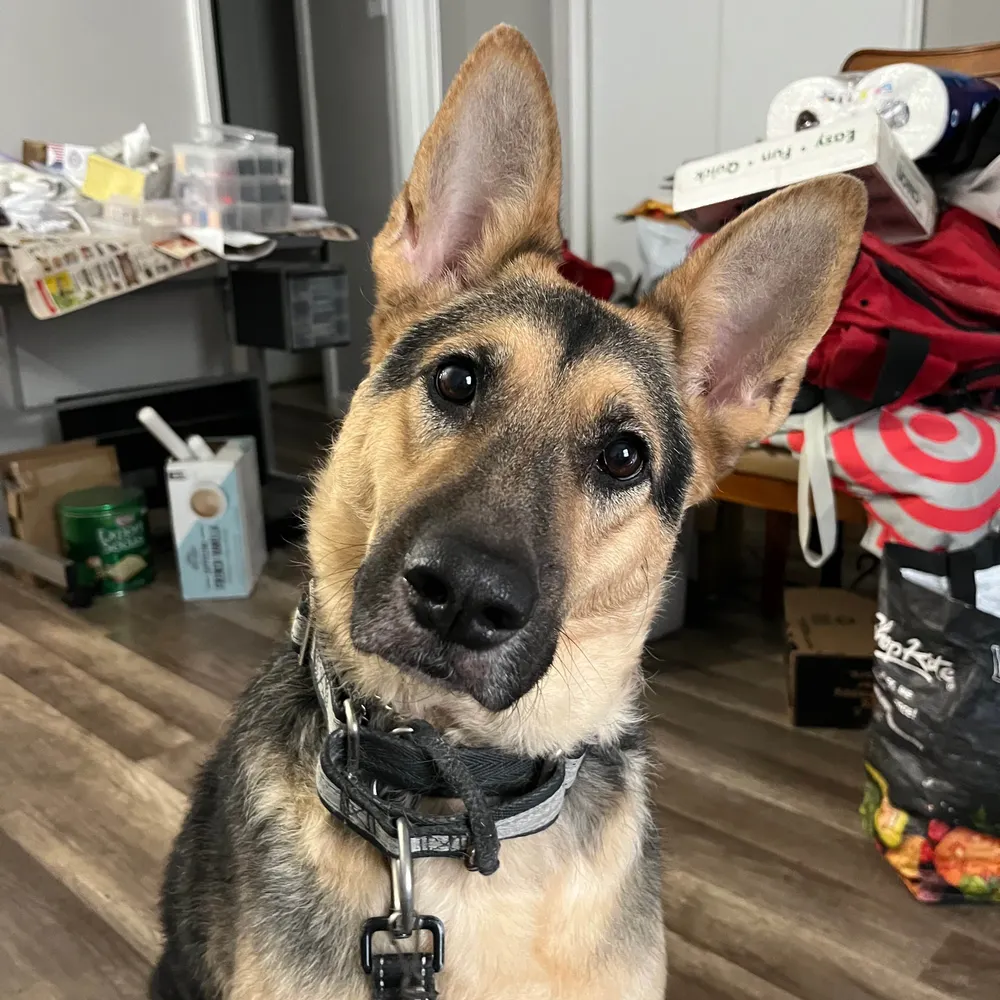 ladylibertylatina.bsky.social's profile picture