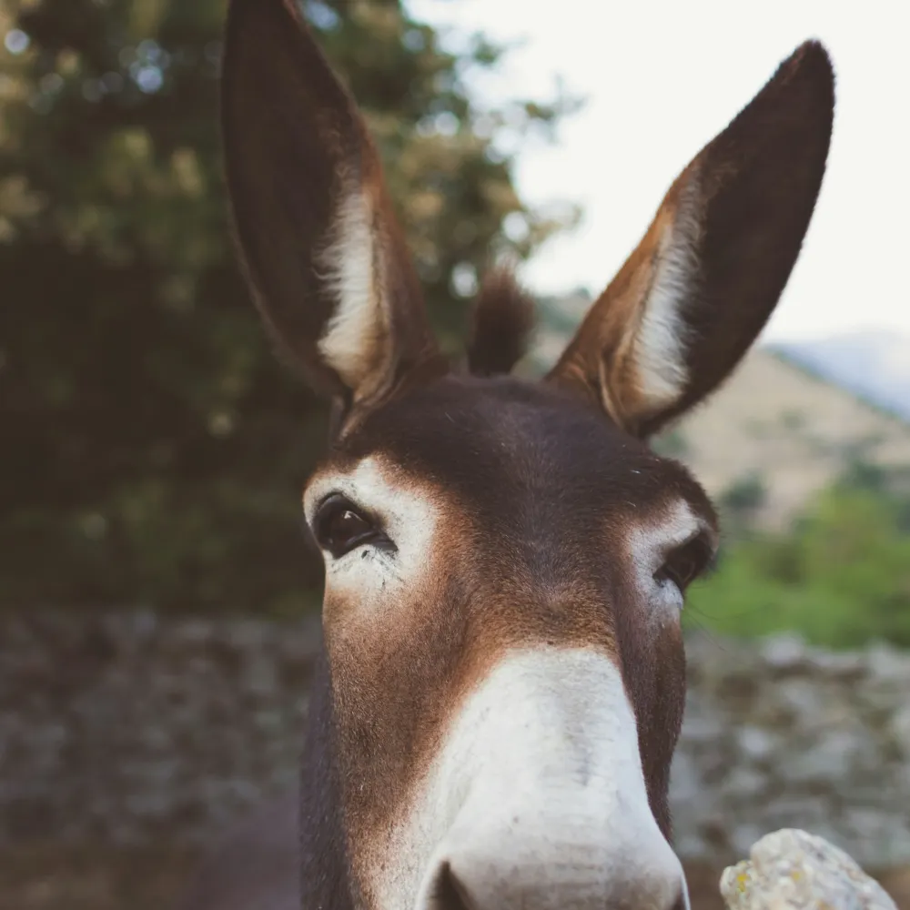 donkee.bsky.social's profile picture