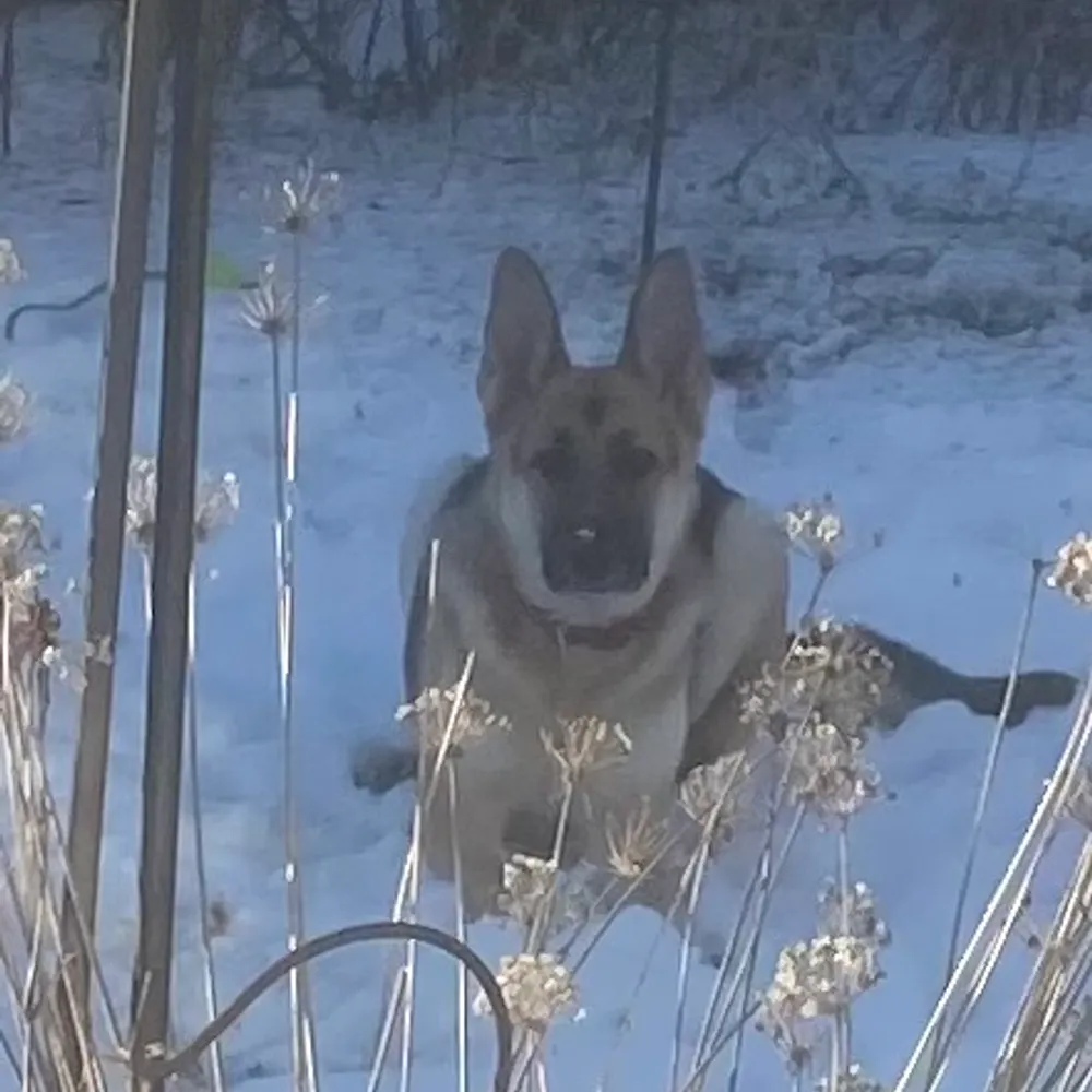 queennina.bsky.social's profile picture