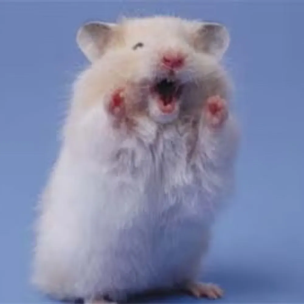 thehamsterwrangler.bsky.social's profile picture