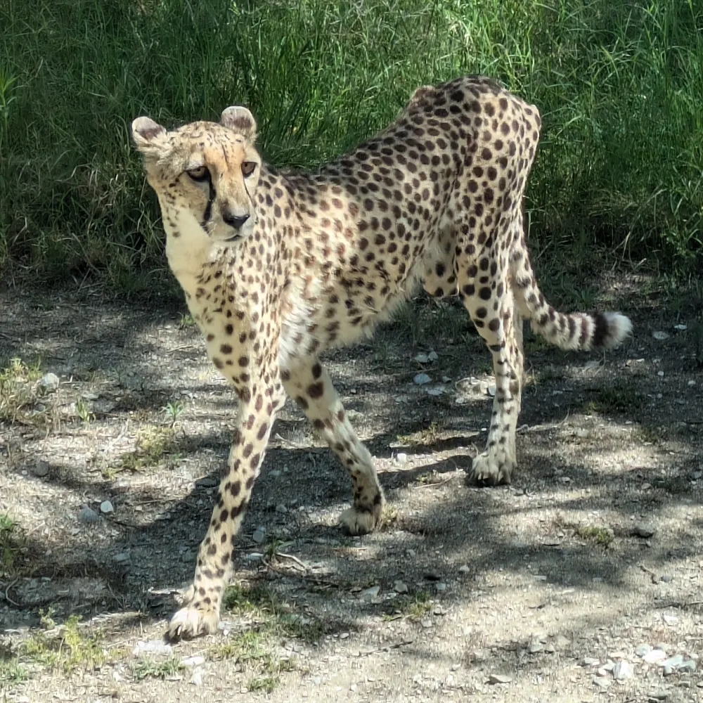 muttski9999.bsky.social's profile picture