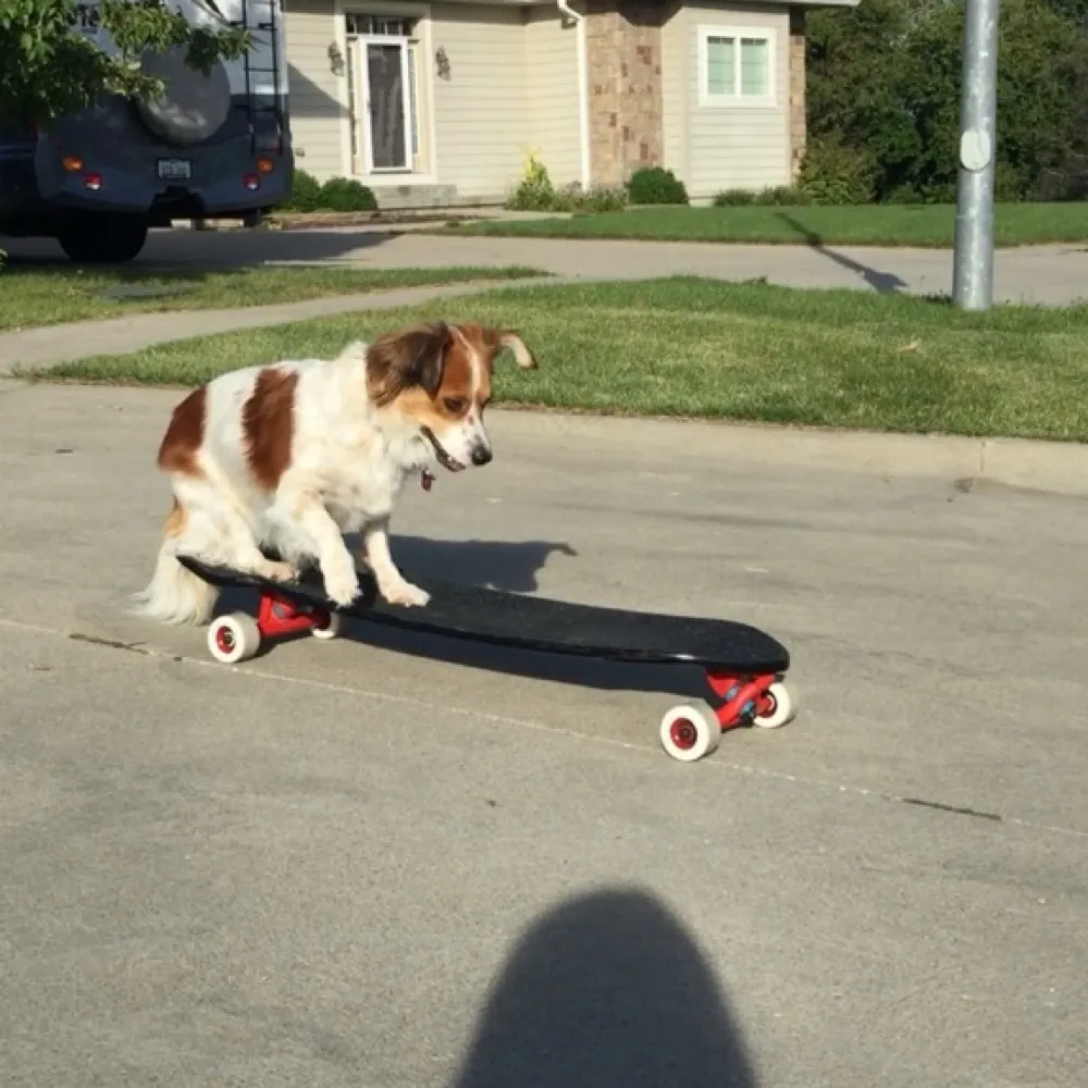 appledawg.bsky.social's profile picture