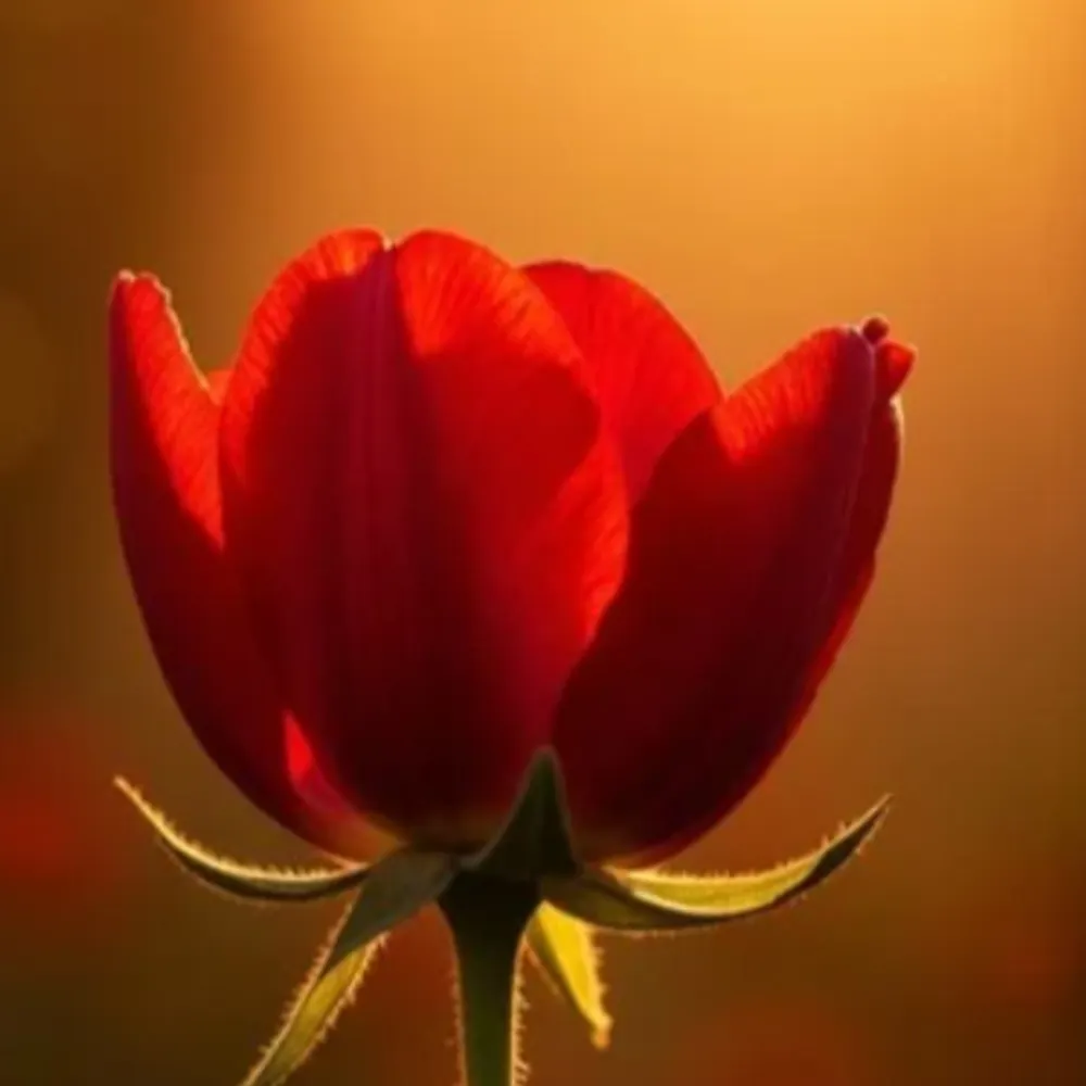 t-a-r-m.bsky.social's profile picture