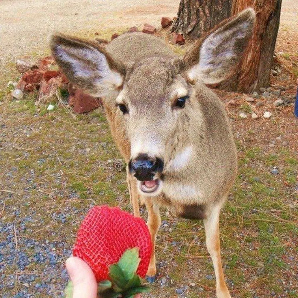 deerposts.bsky.social's profile picture