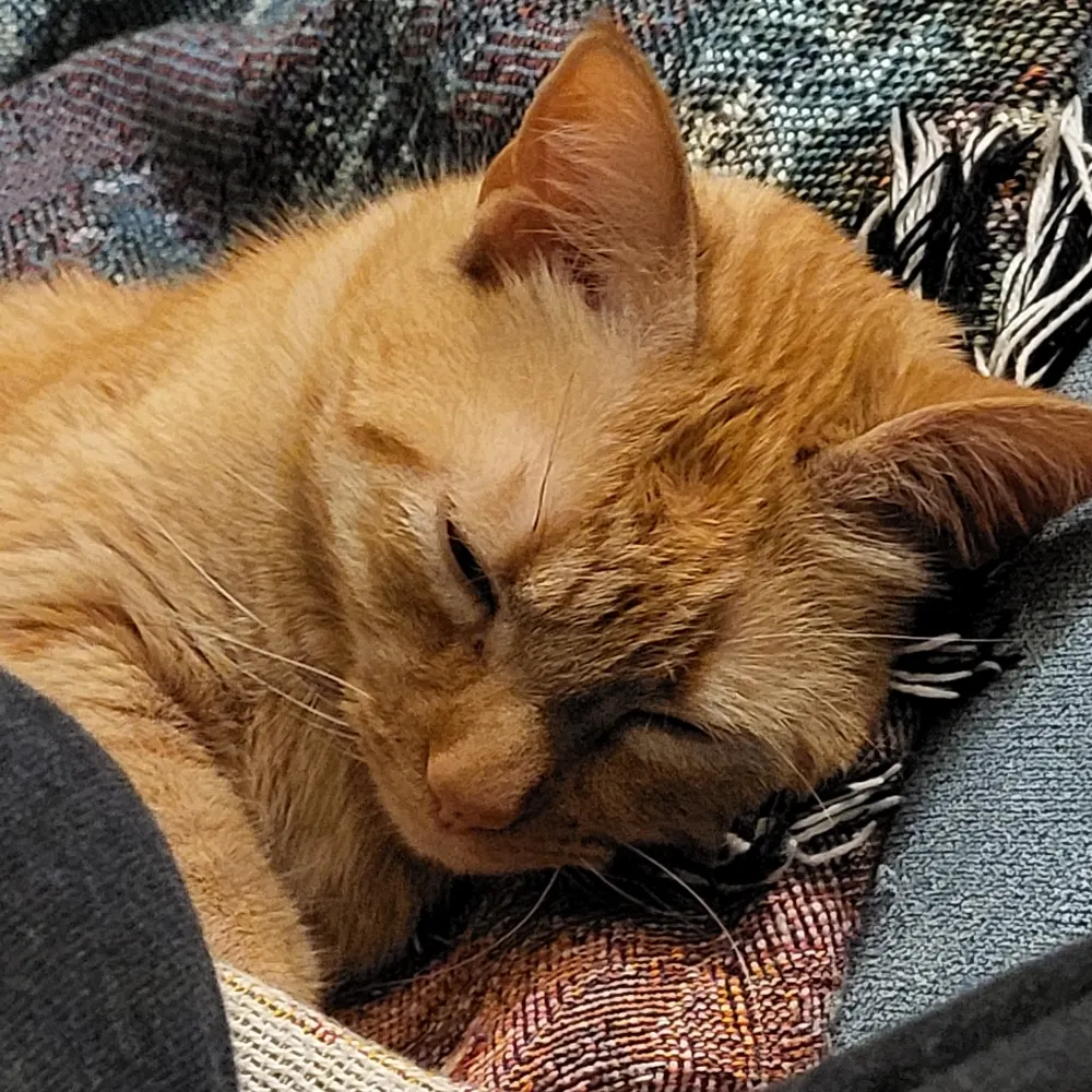 eggytugboat.bsky.social's profile picture