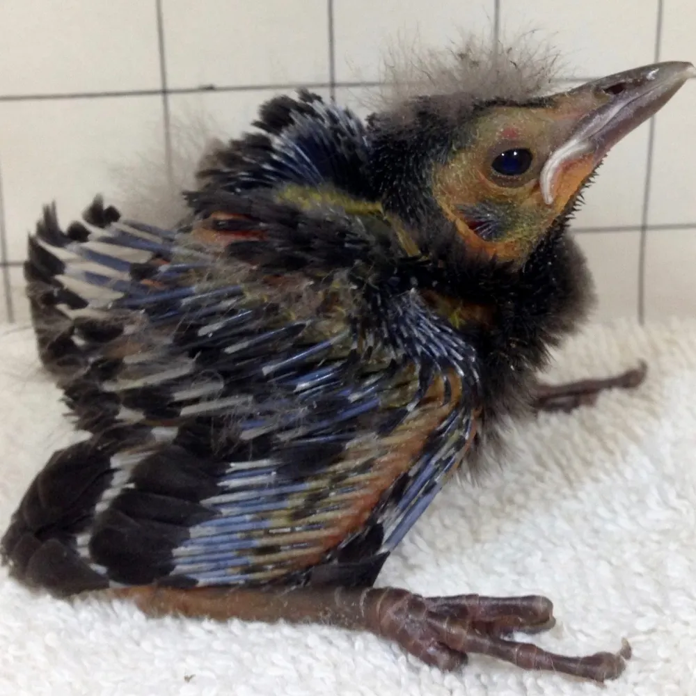 yrioona.bsky.social's profile picture