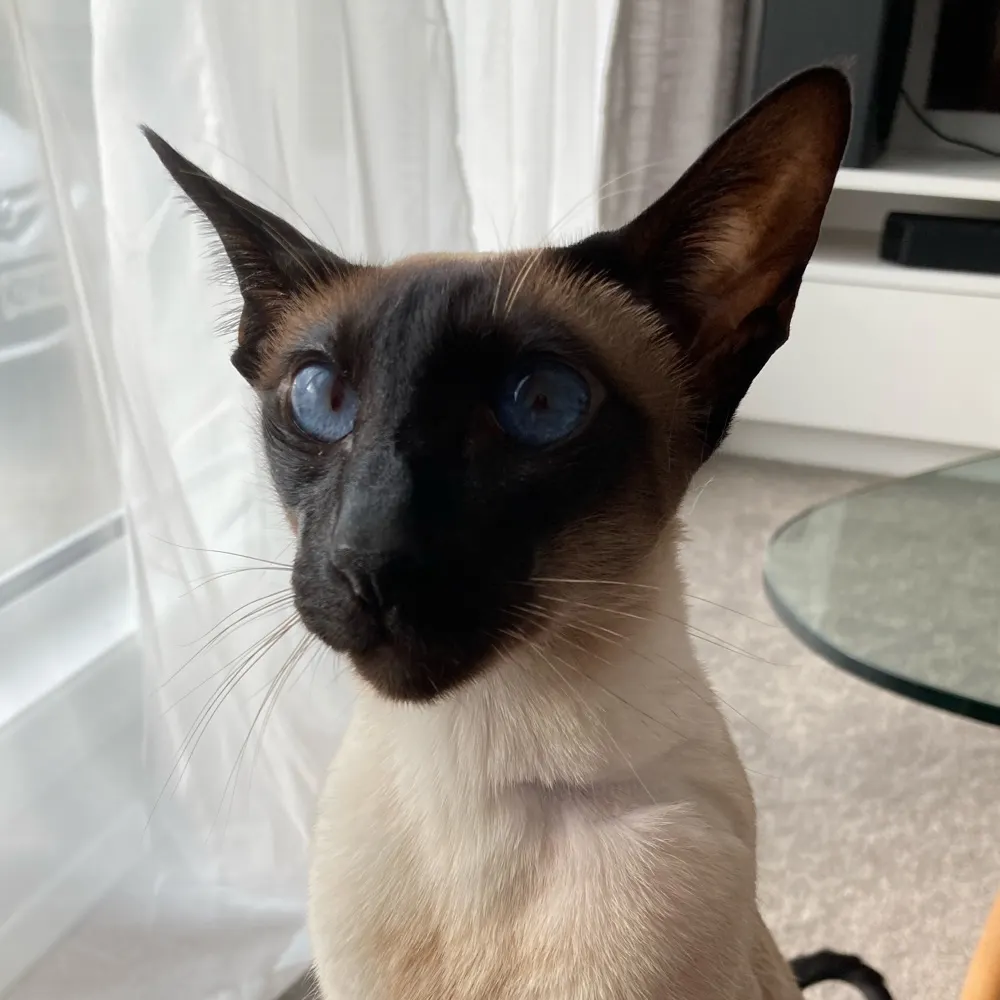 anyaj-wlg.bsky.social's profile picture