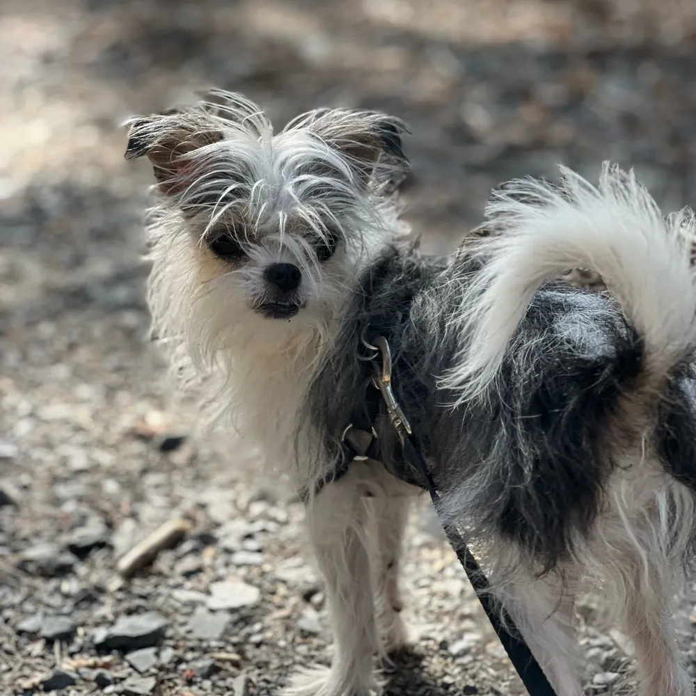 srmacpherson.bsky.social's profile picture