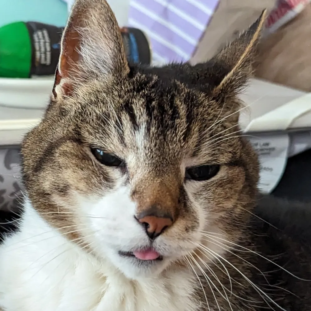 puntchy.bsky.social's profile picture