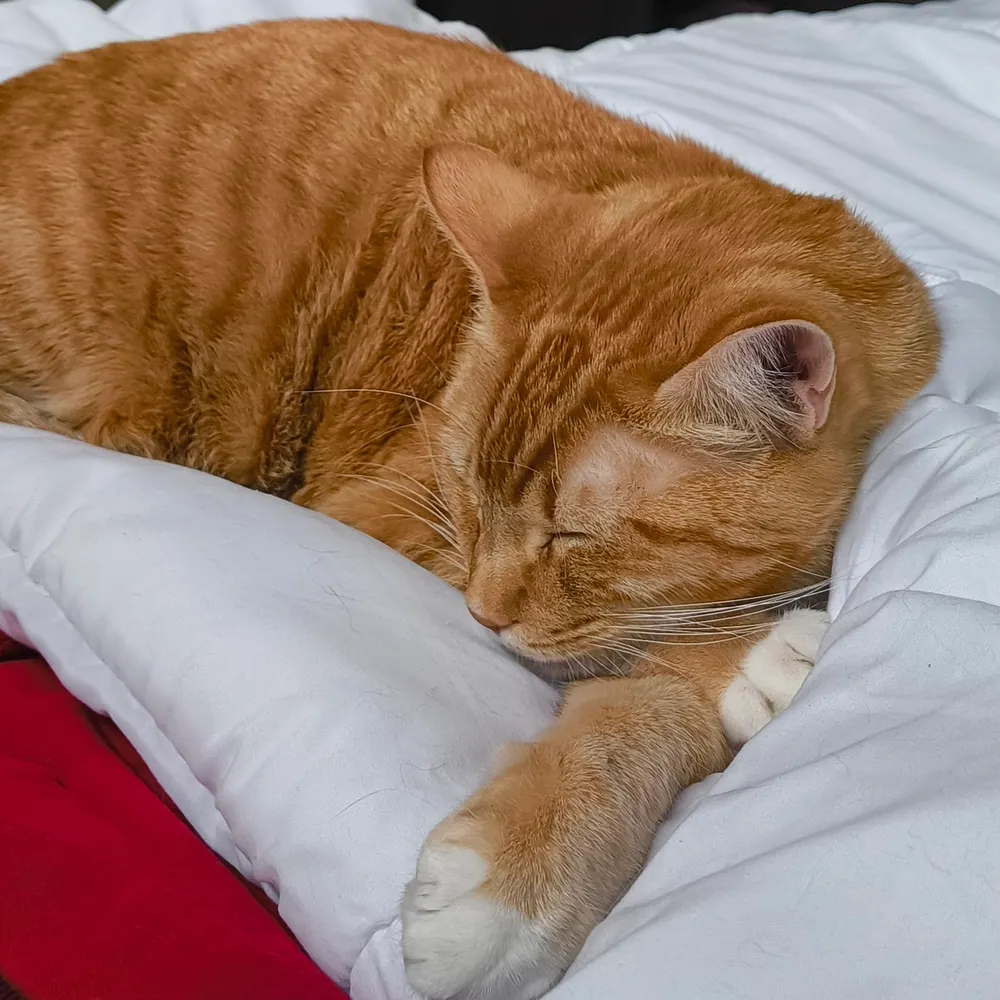 gatomancer.bsky.social's profile picture