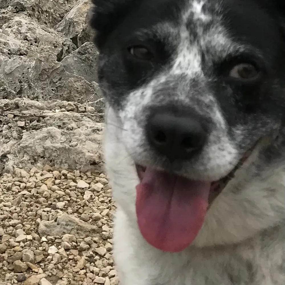 a-climate-refugee.bsky.social's profile picture