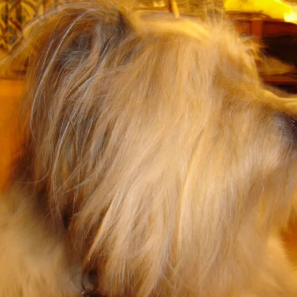 jetsshado.bsky.social's profile picture