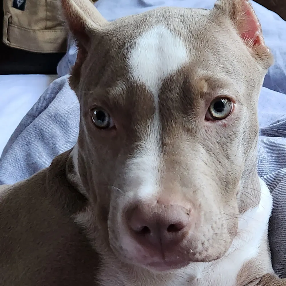 tonivaldo.bsky.social's profile picture