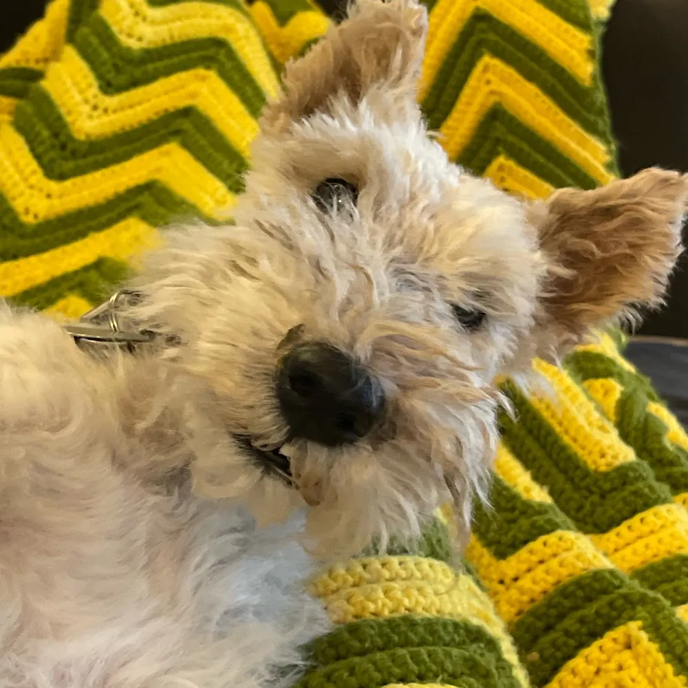 zeitkitty.bsky.social's profile picture