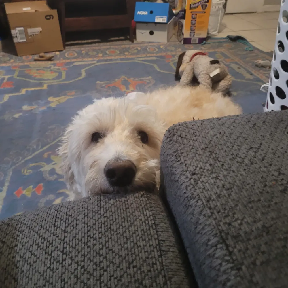 alwaysfoggy.bsky.social's profile picture