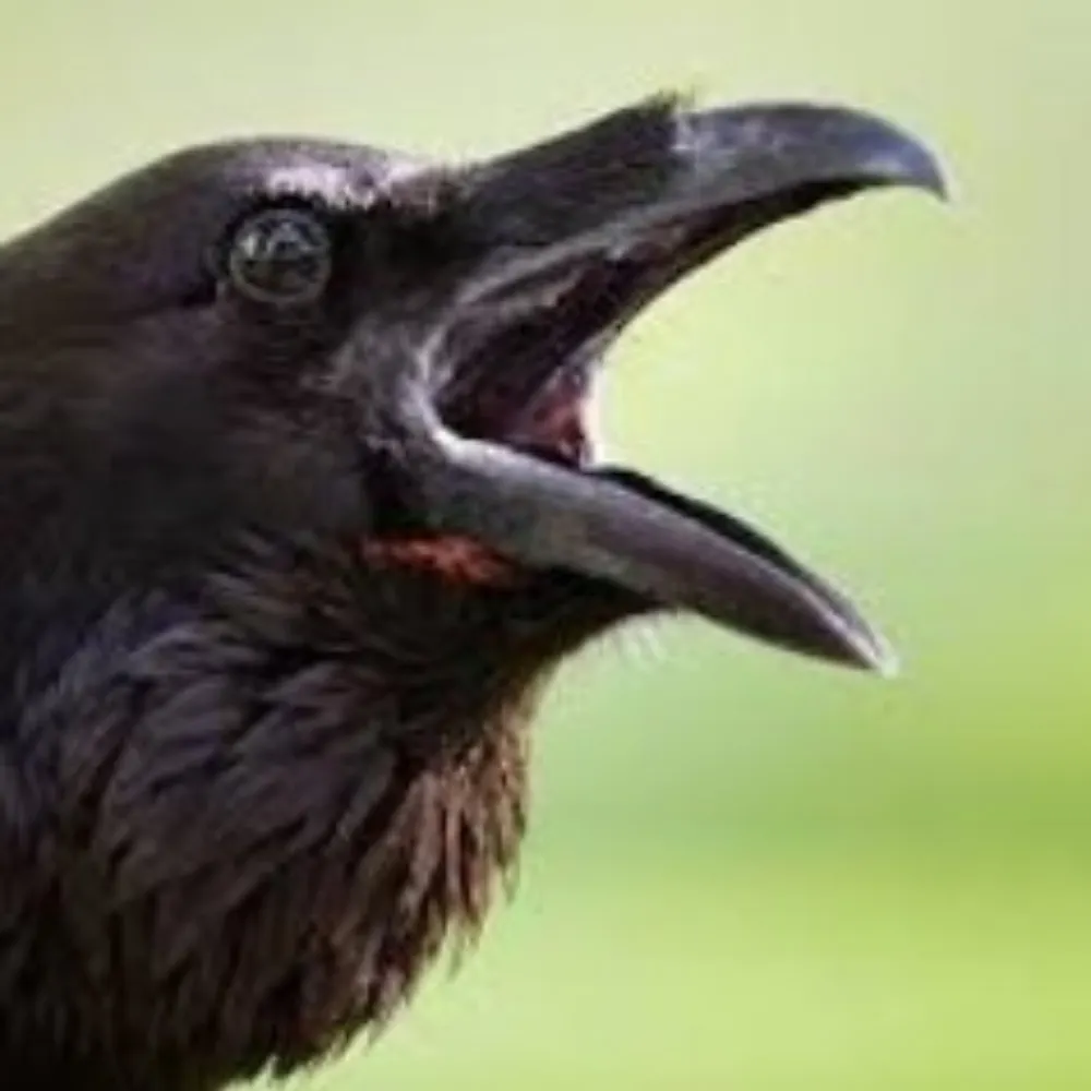 quendergeer.bsky.social's profile picture