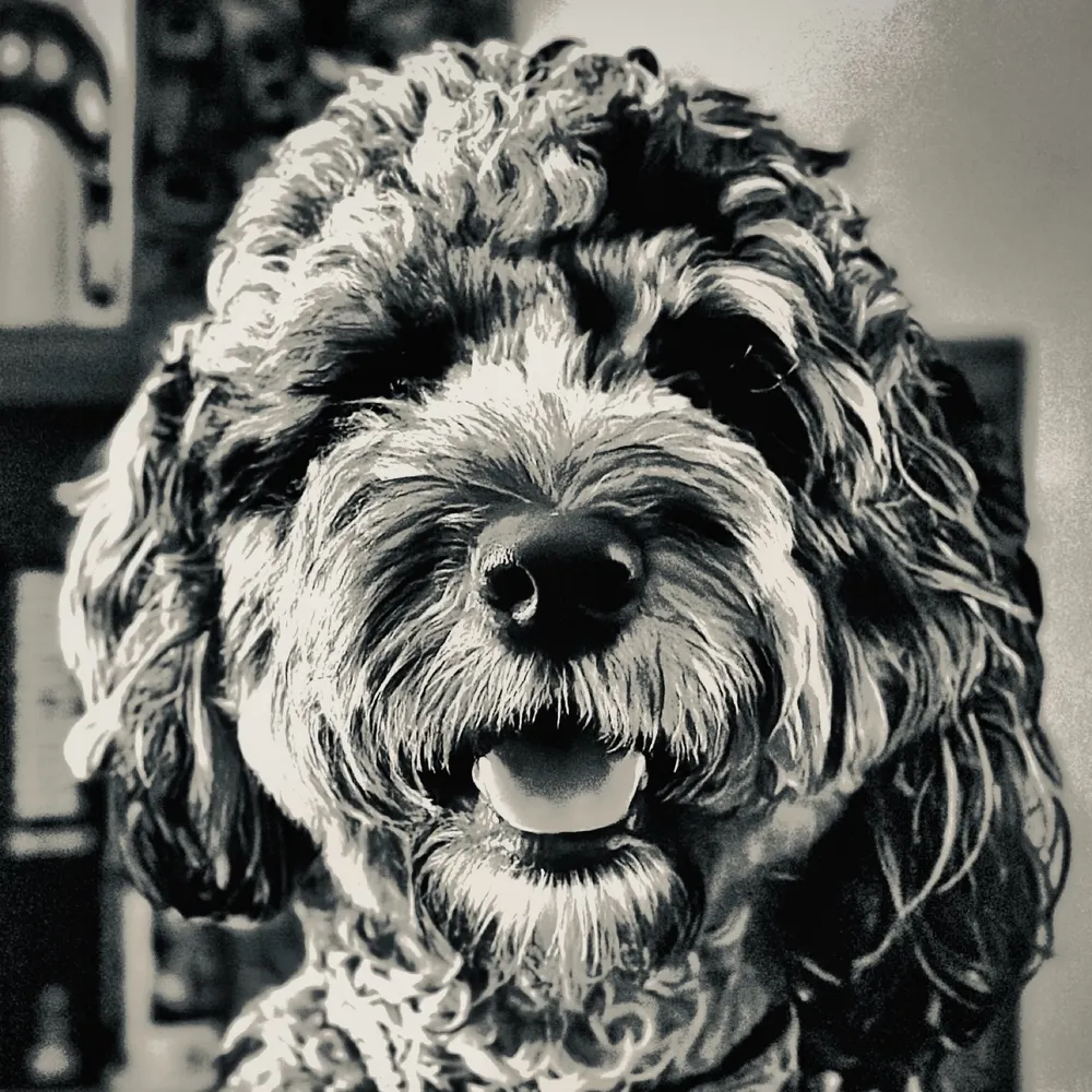 pytorben.bsky.social's profile picture