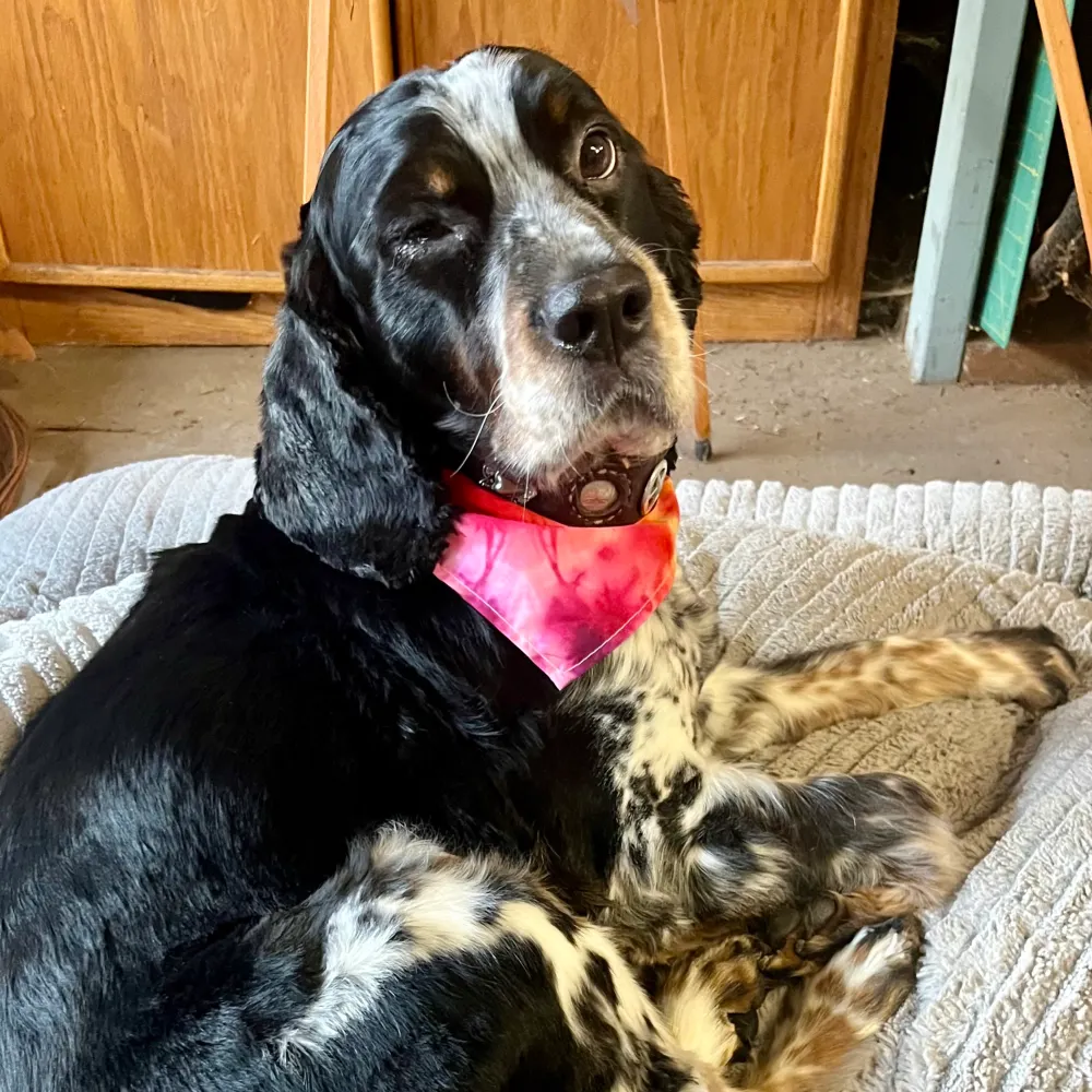 arlenevotesblue.bsky.social's profile picture