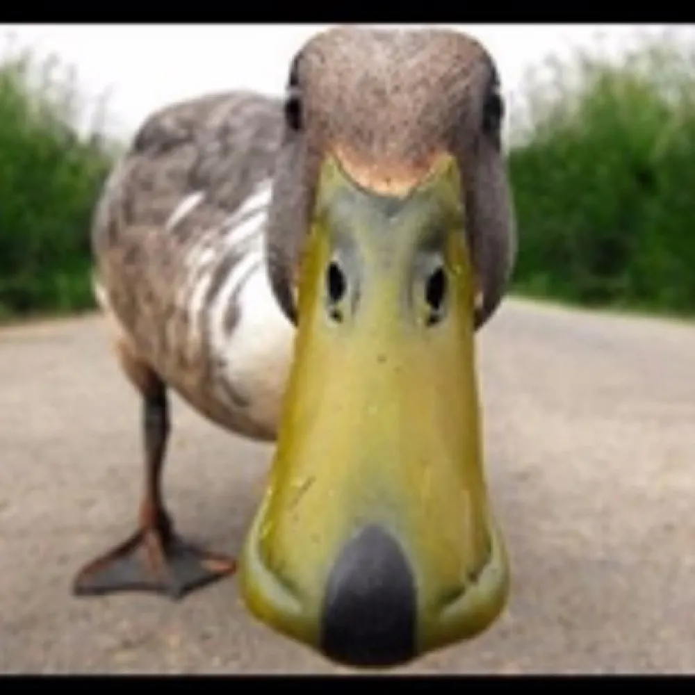 snarkyduck.bsky.social's profile picture