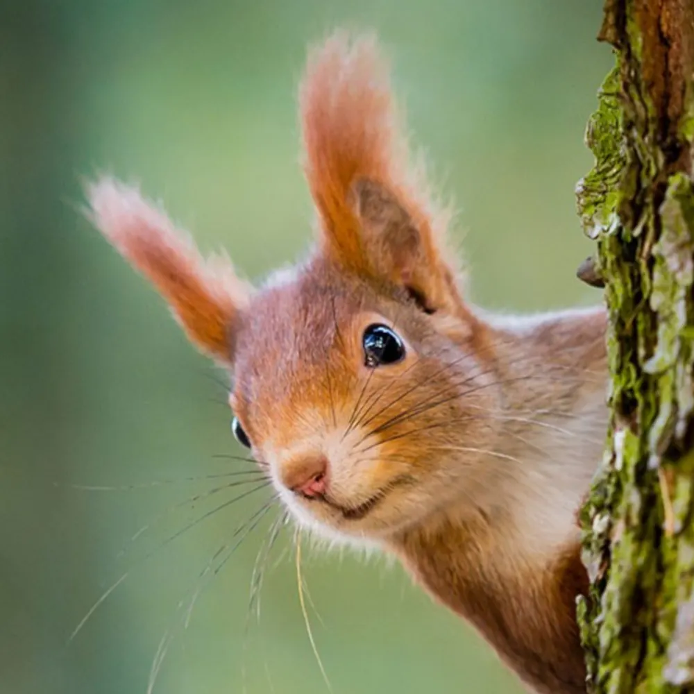 psychicsquirrel.bsky.social's profile picture