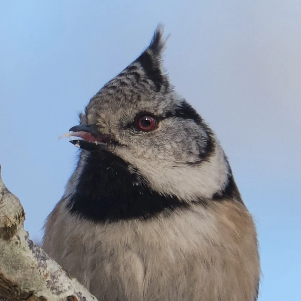 renhanxue.bsky.social's profile picture