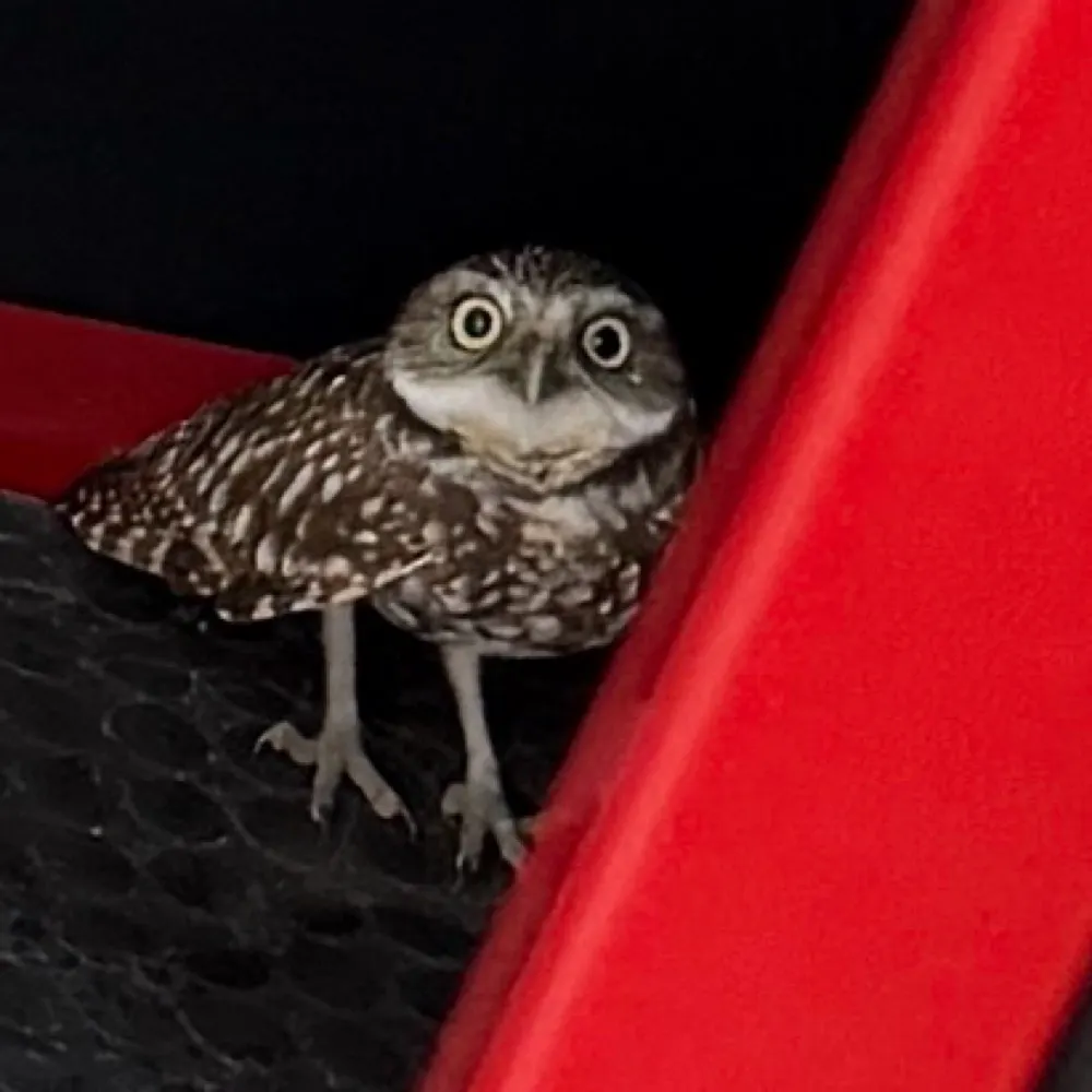 chocotruck.bsky.social's profile picture