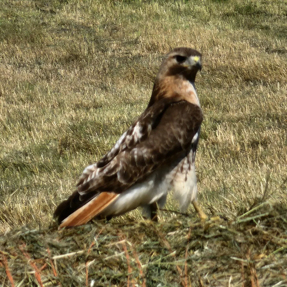 dubster.bsky.social's profile picture