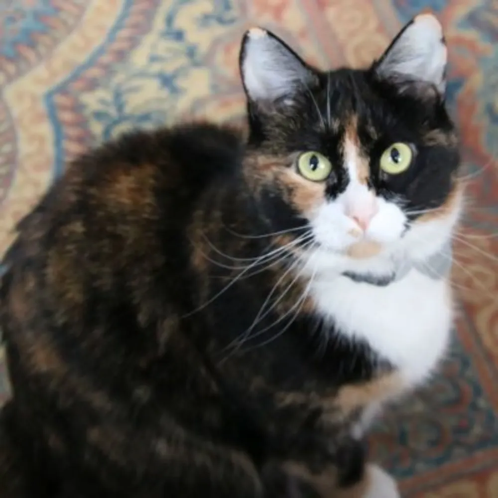 thetecheng.bsky.social's profile picture