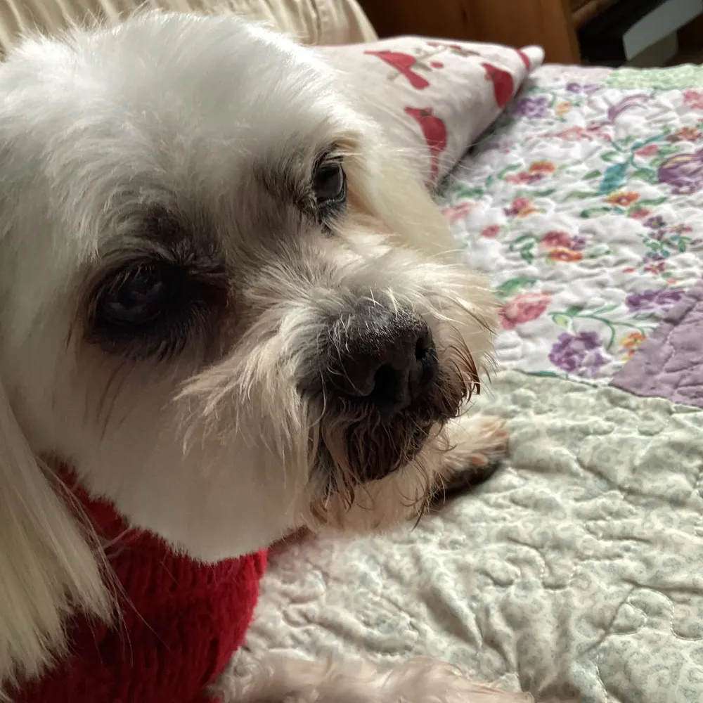 joettek.bsky.social's profile picture