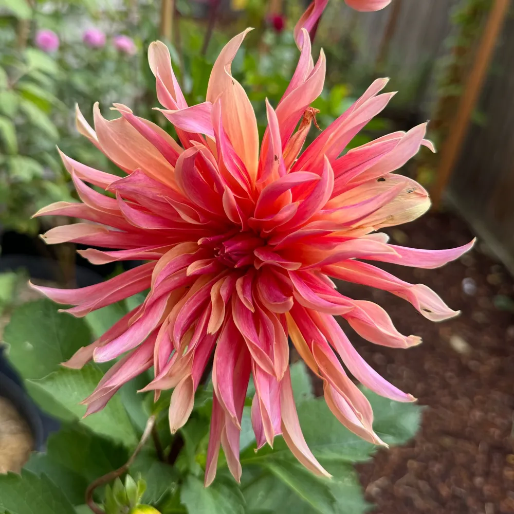 rainbowgarden.bsky.social's profile picture