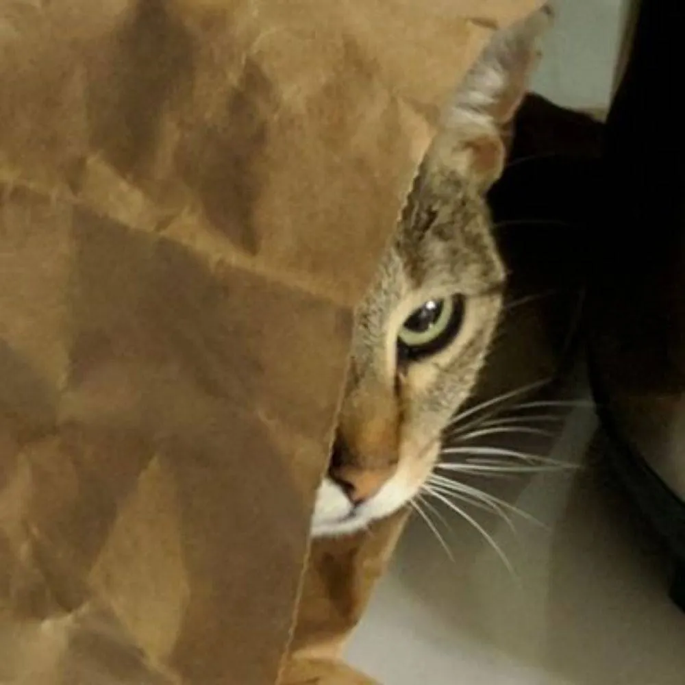 zetsubo.bsky.social's profile picture