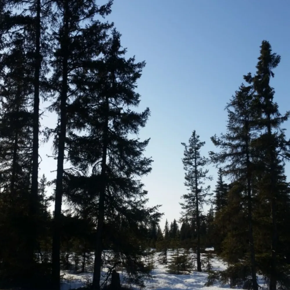 caterwaulings.bsky.social's profile picture