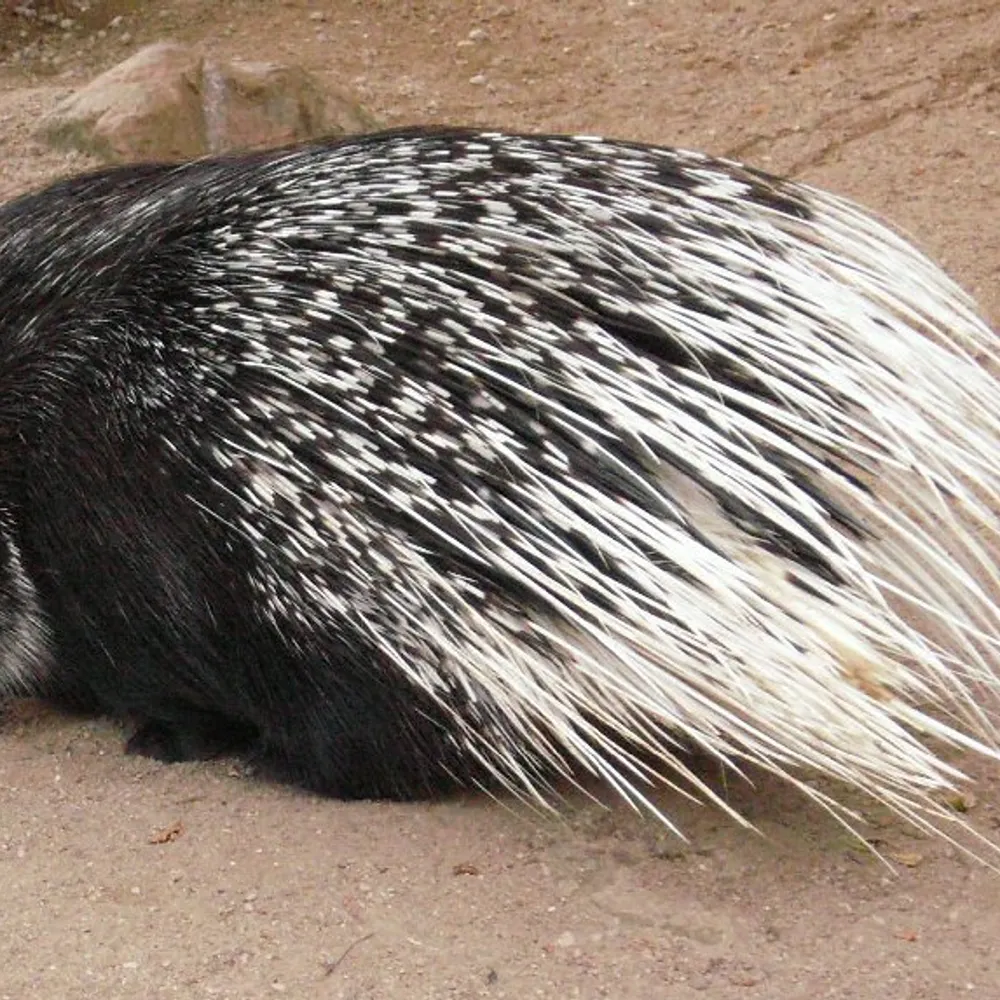 widderborste.bsky.social's profile picture