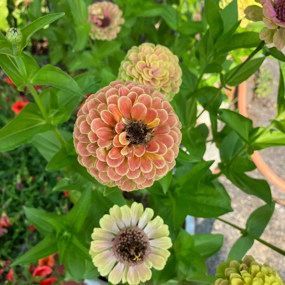 seattlesue25.bsky.social's profile picture