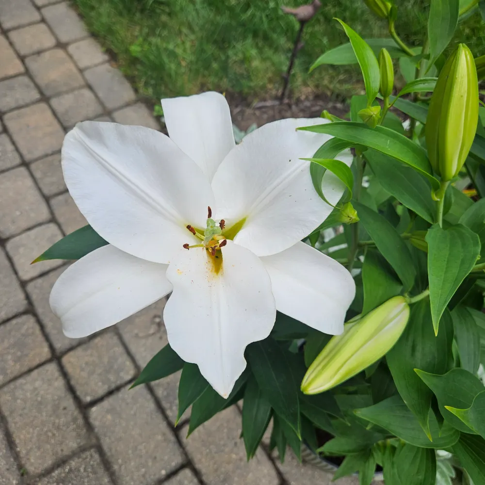 bobbiefoleypitkin.bsky.social's profile picture