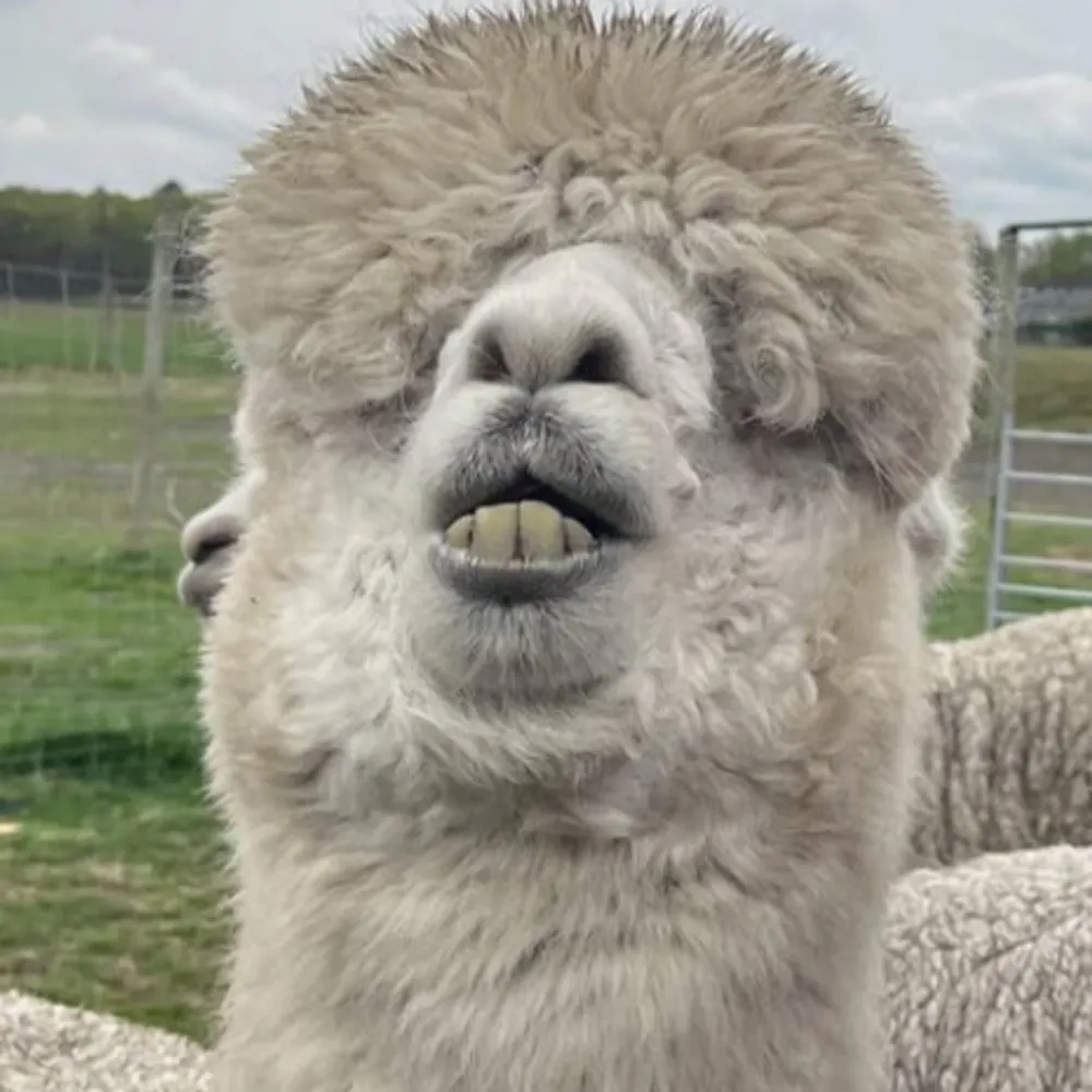 shogo64.bsky.social's profile picture