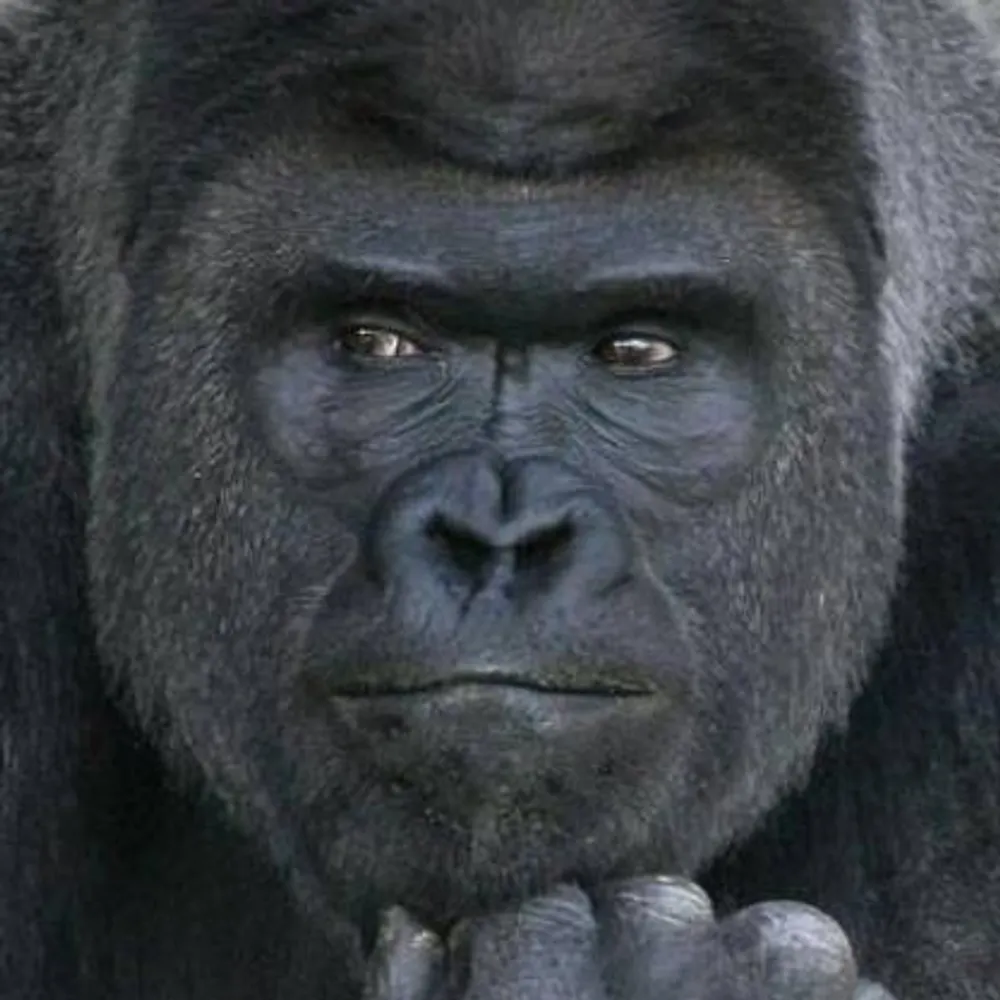 joeschmo999.bsky.social's profile picture