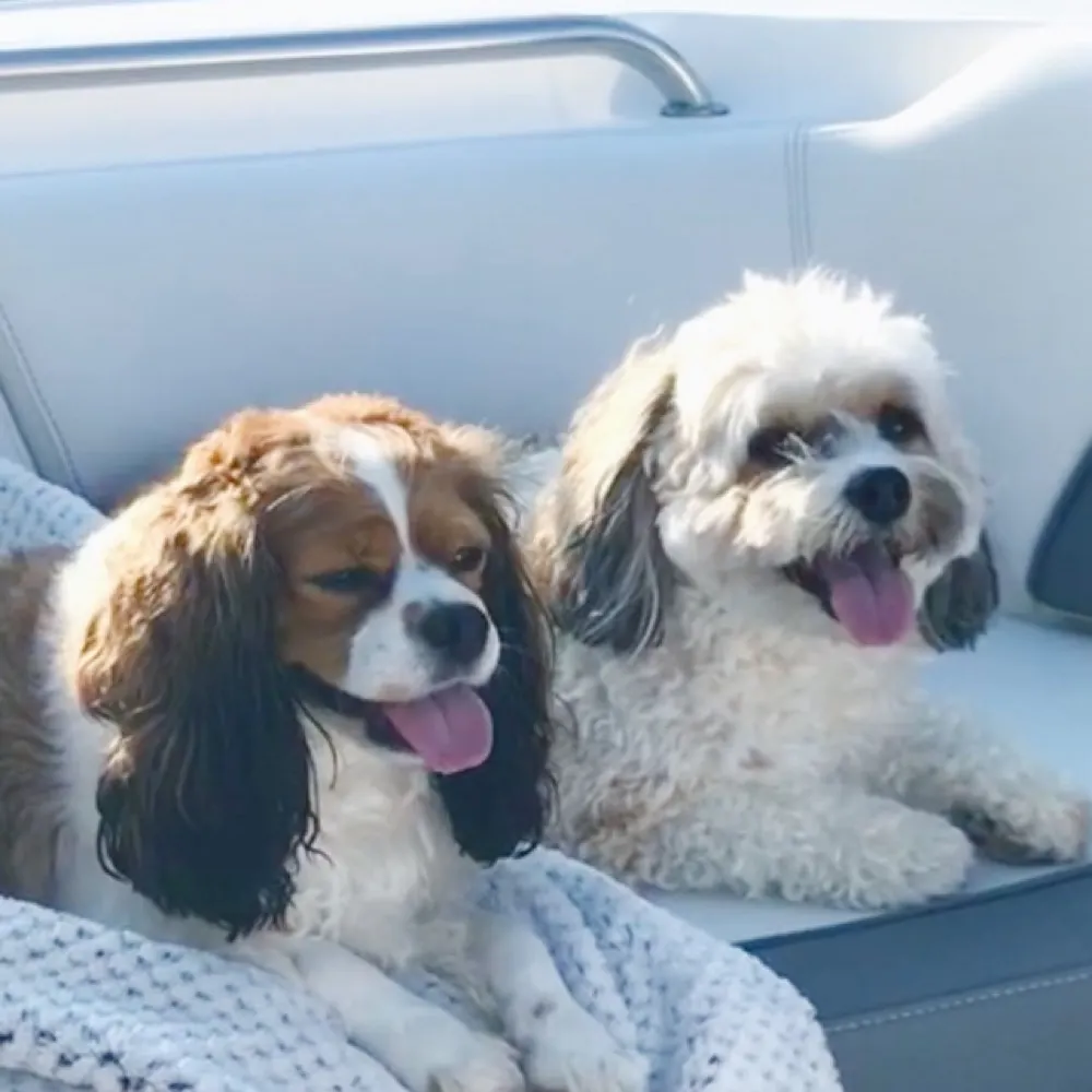 duodogs.bsky.social's profile picture