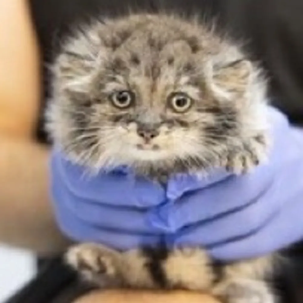 chessercat.bsky.social's profile picture