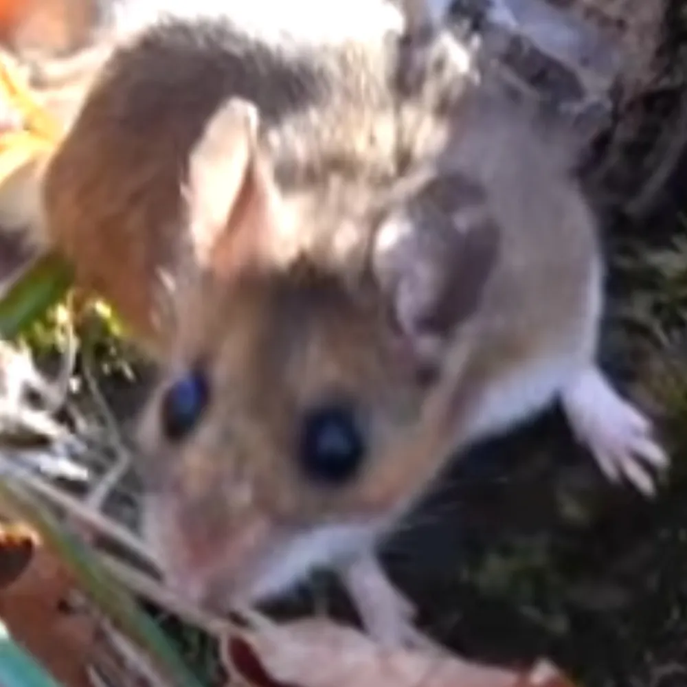 owenfuckem.techwork.zone's profile picture